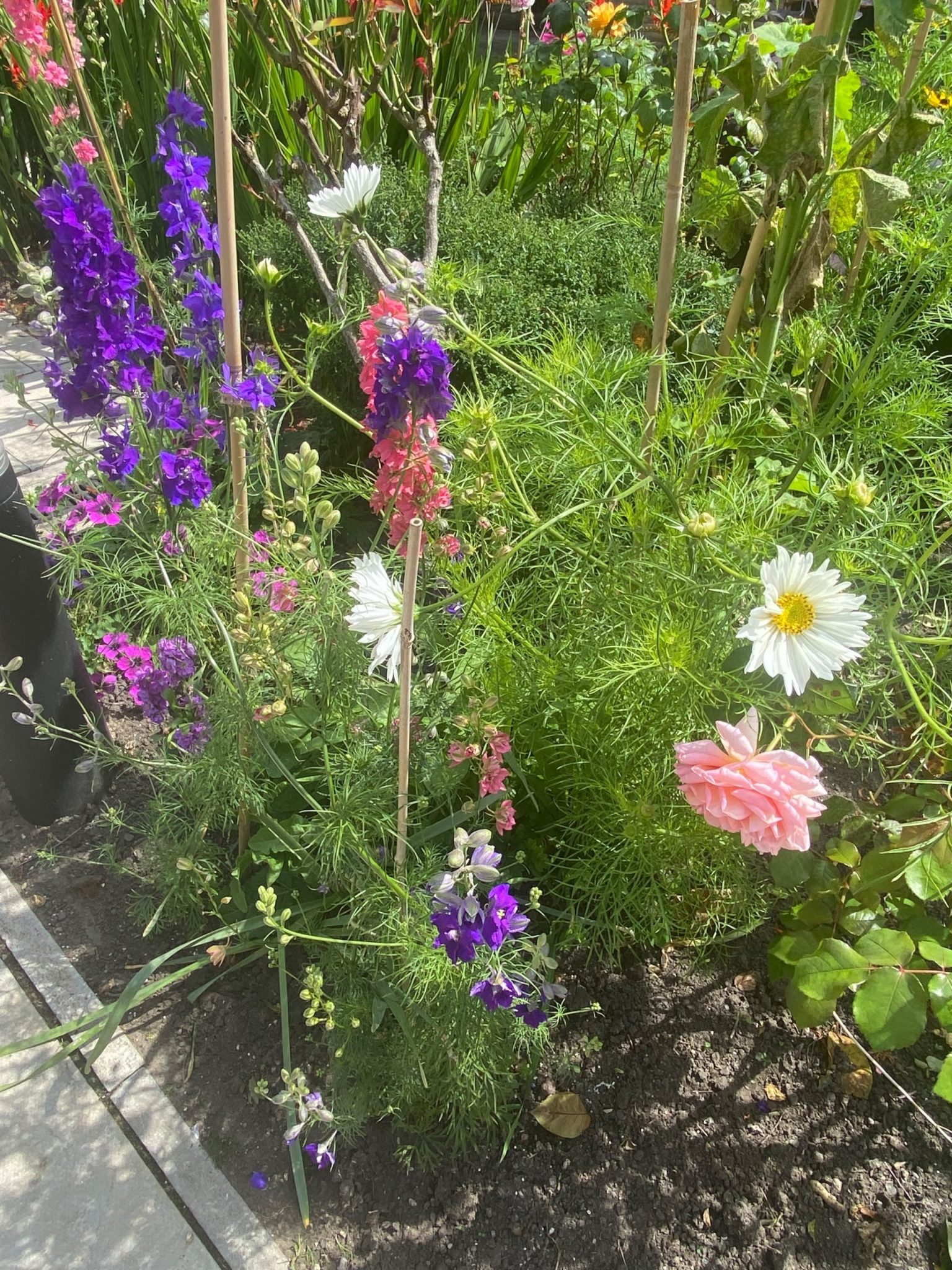 Photo of sustainable wildflowers