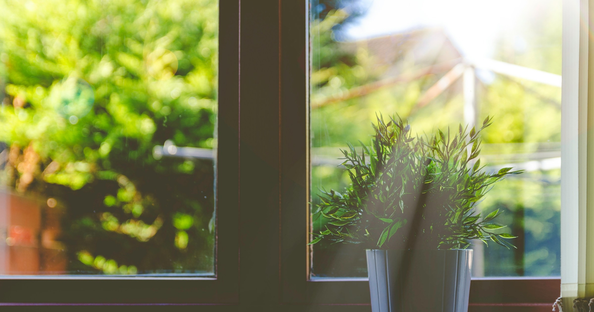 Image looking out a window at green trees and plants.