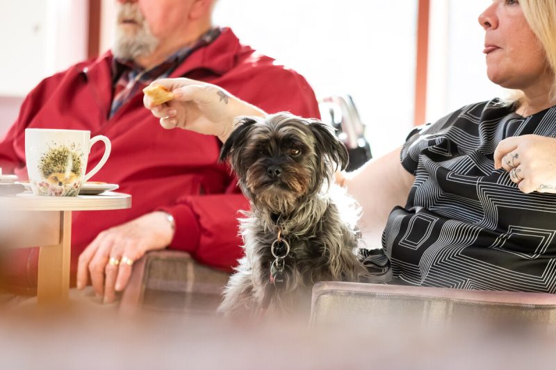 Small dog at a Stonewater retirement living scheme